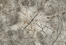 Tree Stump Background. Close Up Tree Rings.