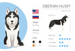 Husky. Dog Breed characteristics. Information. Vector design template. 