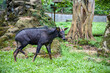 The mainland serow (Capricornis sumatraensis) is a serow species native to the Himalayas, Southeast Asia and China.
The animal has a mane that runs from the horns. 