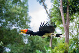Fototapeta  - The flying rhinoceros hornbill (Buceros rhinoceros) is a large species of forest hornbill. It is the state bird of the Malaysian state of Sarawak and the country's national bird