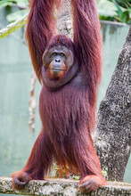 A Bornean Orangutan Stays Alone. 
Critically Endangered Species, With Deforestation, Palm Oil Plantations, And Hunting Posing A Serious Threat To Its Continued Existence.