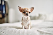 Beautiful Small Chihuahua Puppy Standing On The Bed Curious And Happy, Healthy Cute Babby Dog At Home