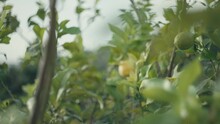 Yellow And Green Lemons Grow On A Tree. Beautiful Natural Landscape And Growing Fruits In The Garden.