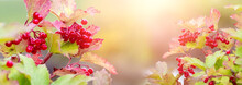 Autumn Background With Red Berries Of Viburnum On A Blurred Background In Sunny Weather