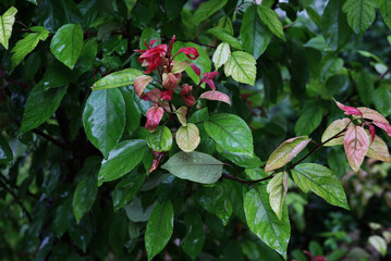 Wall Mural - rain drops on a green leaves in the garden