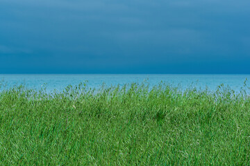  meadow with green eared grass on the seashore