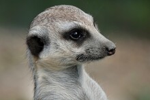Close-up Portrait Of A Cute Meerkat Or Suricate - Suricata Suricatta - Watching Out For Predators. High Quality Photo