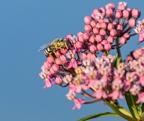 A closeup view of a Sand Wasp with a colorful pink and light green eye, pollinating a Swamp Milkweed flower against a clean blue background.