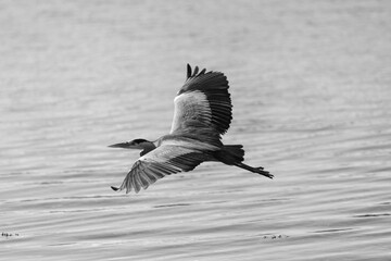 heron in flight b&w