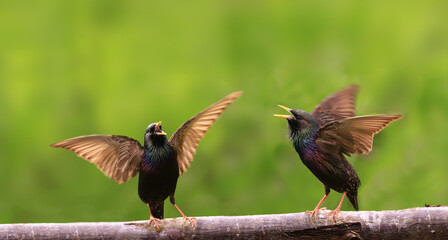Wall Mural - Two starlings show each other their wings and scream loudly..