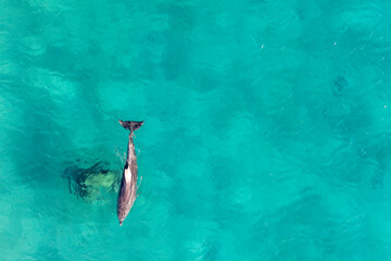 Wall Mural - Dolphin Reef ,horseshoe-shaped sea-pen where bottlenose dolphins in the Gulf of Eilat in the northern-eastern Red Sea near the city of Eilat  top view top bottlenose dolphins swimming