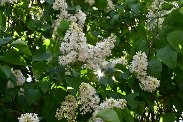Wall Mural - a blooming white lilac bush in the garden on a sunny spring day. large inflorescences of white flowe