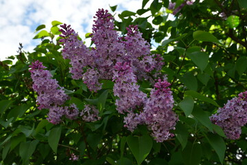 Wall Mural - a blooming lilac bush in the garden on a sunny spring day. large inflorescences of lilac flowers clo