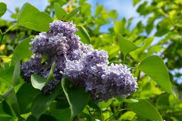 Wall Mural - a blooming lilac bush in the garden on a sunny spring day. large inflorescences of lilac flowers clo