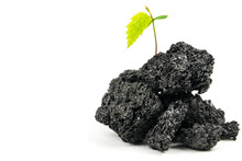 A Pile Of Black Coal With A Young Green Plant, Isolated