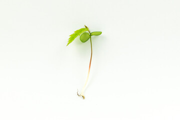 Wall Mural - young plant, tree seedling on a white background