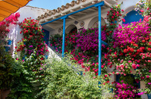 Staircase Of A Patio Full Of Flowers In Spring. Córdoba, Spain