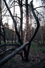 Wall Mural - Charred dead pine trees, forest after fire.