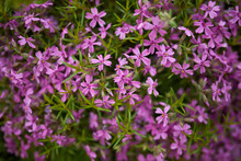 Pink Flowers Mexican Aster On Green Blurred Grass Background Close Up
