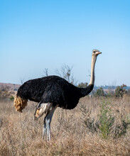 Male Ostrich.  The Largest Flightless Bird In The World.
