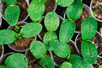 young green seedlings of cucumbers, pumpkins, melons or watermelons in black cups ready for planting in the ground 2