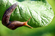 Snail without shell. Leopard slug Limax maximus, family Limacidae, crawls on green leaves. Spring, Ukraine, May