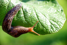 Snail Without Shell. Leopard Slug Limax Maximus, Family Limacidae, Crawls On Green Leaves. Spring, Ukraine, May