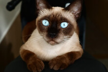 Siamese Cat With Blue Eyes Looks At Camera. Domestic Animal Concept.