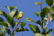 Yellow Warbler Bird Sings In A Tree Top