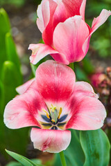 Wall Mural - Stunning pink tulips up close