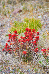 Poster - Red desert flowers in detail of grassy field