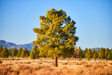 Lone Pine Tree Centered In Frame Of Desert Field With Mountains In Distance