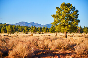 Wall Mural - Mountains surround desert field with lone green pine tree