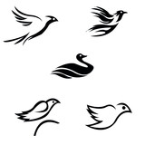 Fototapeta Koty - five bird icons