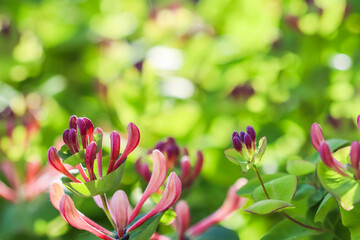 Honeysuckle buds and flowers Lonicera Etrusca Santi caprifolium, woodbine in bloom. Floral background