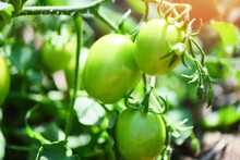 Green Tomato In The Plants Farm Agriculture Organic With Sunlight - Fresh Green Unripe Tomatoes Growing In The Garden