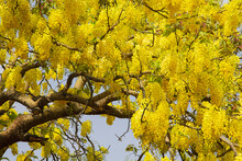 A Cassia Fistula Tree Also Called Indian Laburnum And Commonly Known As Golden Shower In Full Bloom Showing Off Its Golden Yellow Flowers Against A Blue Sky During Summer .