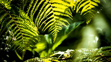 Sunlight Through Fern Green Leaves Pattern Background, Natural Background And Wallpaper.