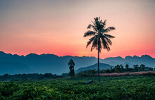 Silhouette Palm Coconut Tree With Mountains On Background Horizon Hills In Kanchanaburi Thailand At Sunet