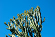 Sydney Australia, branches of a euphorbia candelabrum against blue sky