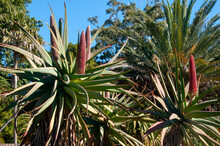 Sydney Australia, Aloe Speciosa Or Tilt-head Aloe With Flower Cones