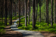 Wooden Pedestrian Bridge Over Forest, Over Forest And Pond Path Way Pedestrians Of Stumps Adventure, Educational In Nature. Selective Focus. High Quality Photo