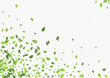 Lime Leaves Herbal Vector Transparent Background