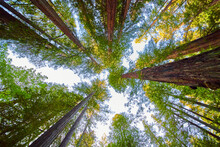 Looking Up At Forest Of Redwood Trees