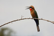 canvas print picture - Weißstirnspint / White-fronted bee-eater / Merops bullockoides