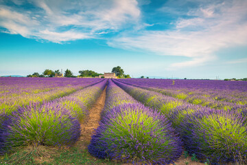 Wall Mural - Cultivated purple lavender fields and rural landscape, Valensole, Provence, France