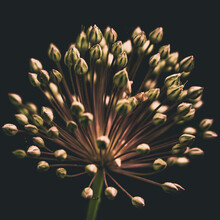 Milkweeds, Herbaceous Perennial Dicotyledons Of The Genus Asclepias 