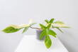 Beautiful Philodendron Florida beauty variegated and white background, white table. The concept of minimalism, nature lover, peaceful, and mediation. 