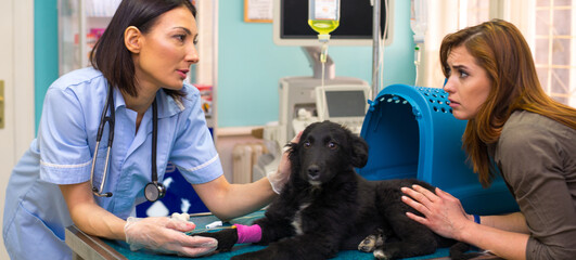 Wall Mural - Veterinarian giving infusion to the sick dog in the veterinary clinic