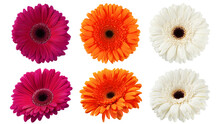 Gerbera, Daisy Flower, Isolated On White Background, Clipping Path, Full Depth Of Field